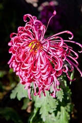 IMG_1693.jpg
