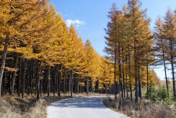 林中路