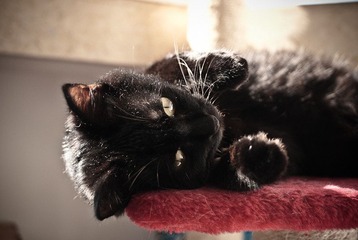 _DSC0012