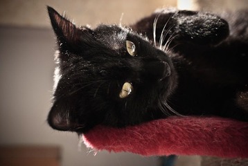 _DSC0013
