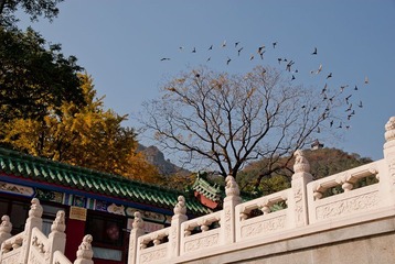 飞鸟