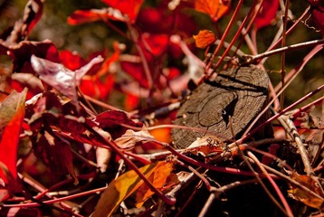 _DSC0037