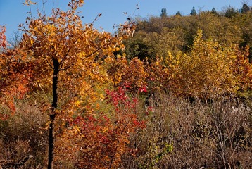 _DSC0008