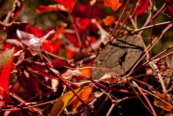 _DSC0037