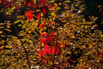 _DSC0038