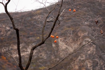 _DSC0174