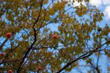 _DSC0175
