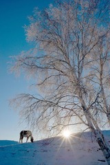 DSC_9196_1