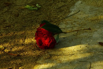 _MG_8530.JPG