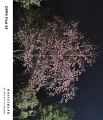 1000005256