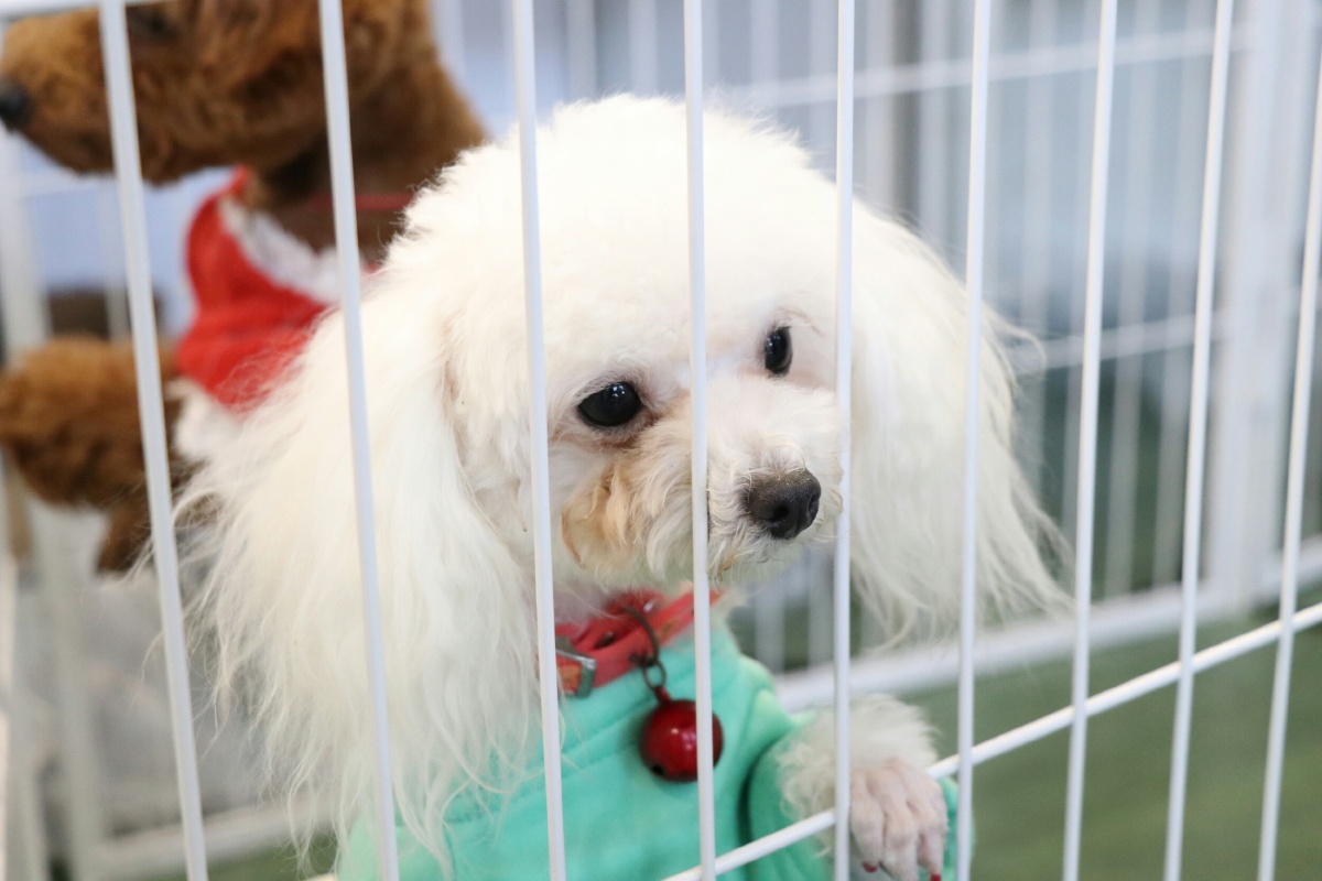 2017厦门宠物展之汪星人1