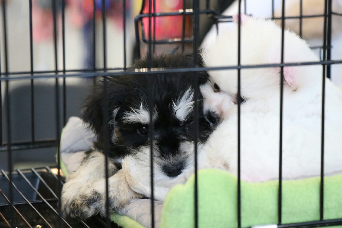 2017厦门宠物展之汪星人1