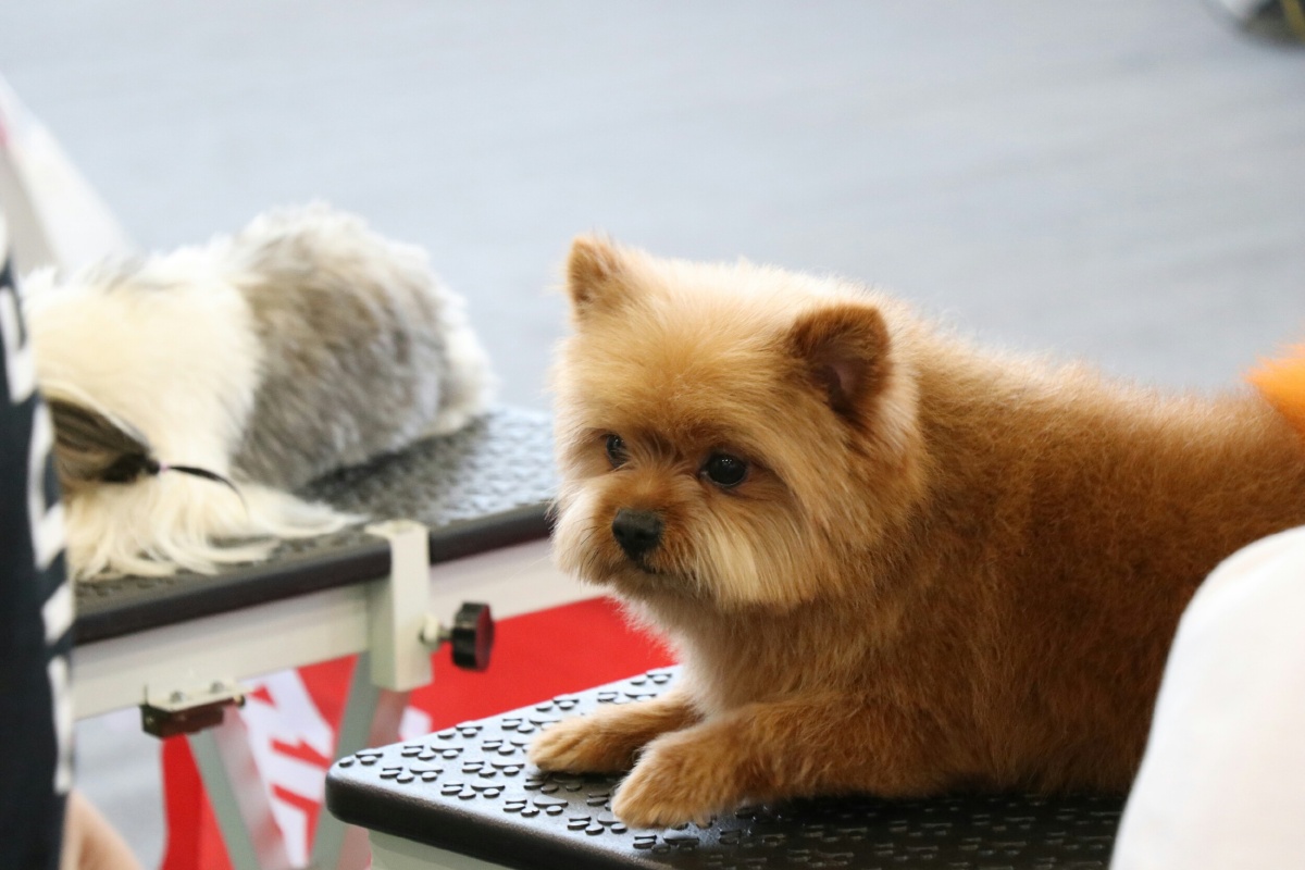 2017厦门宠物展之汪星人1