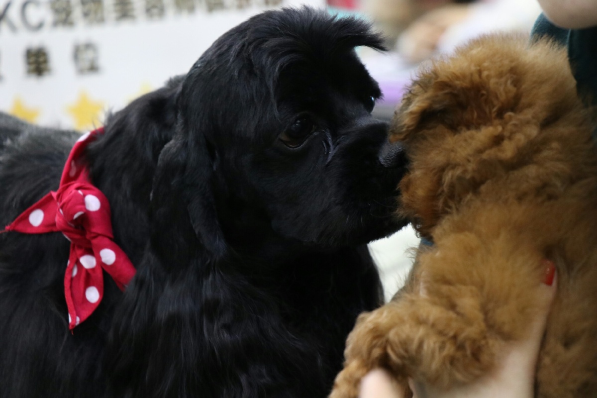 2017厦门宠物展之汪星人1