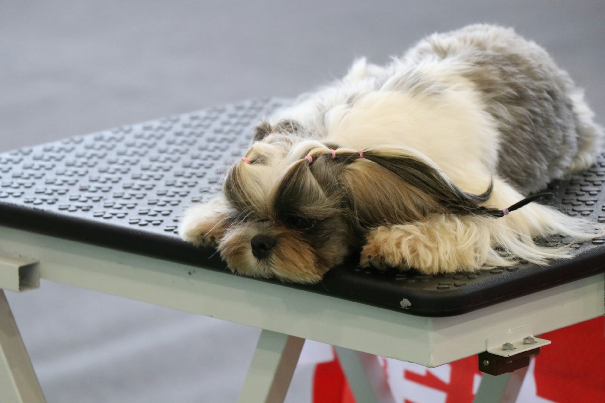 2017厦门宠物展之汪星人1