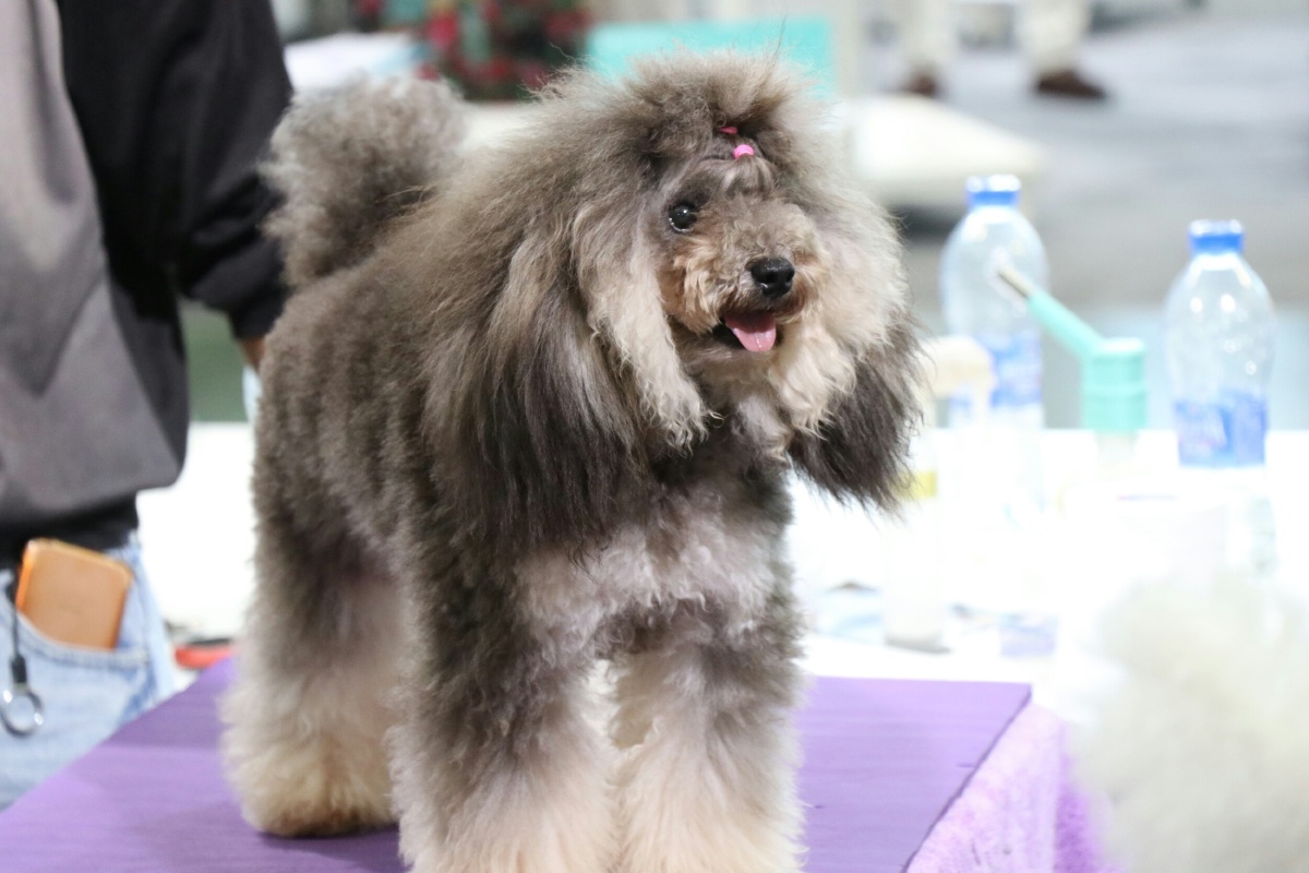 2017厦门宠物展之汪星人1