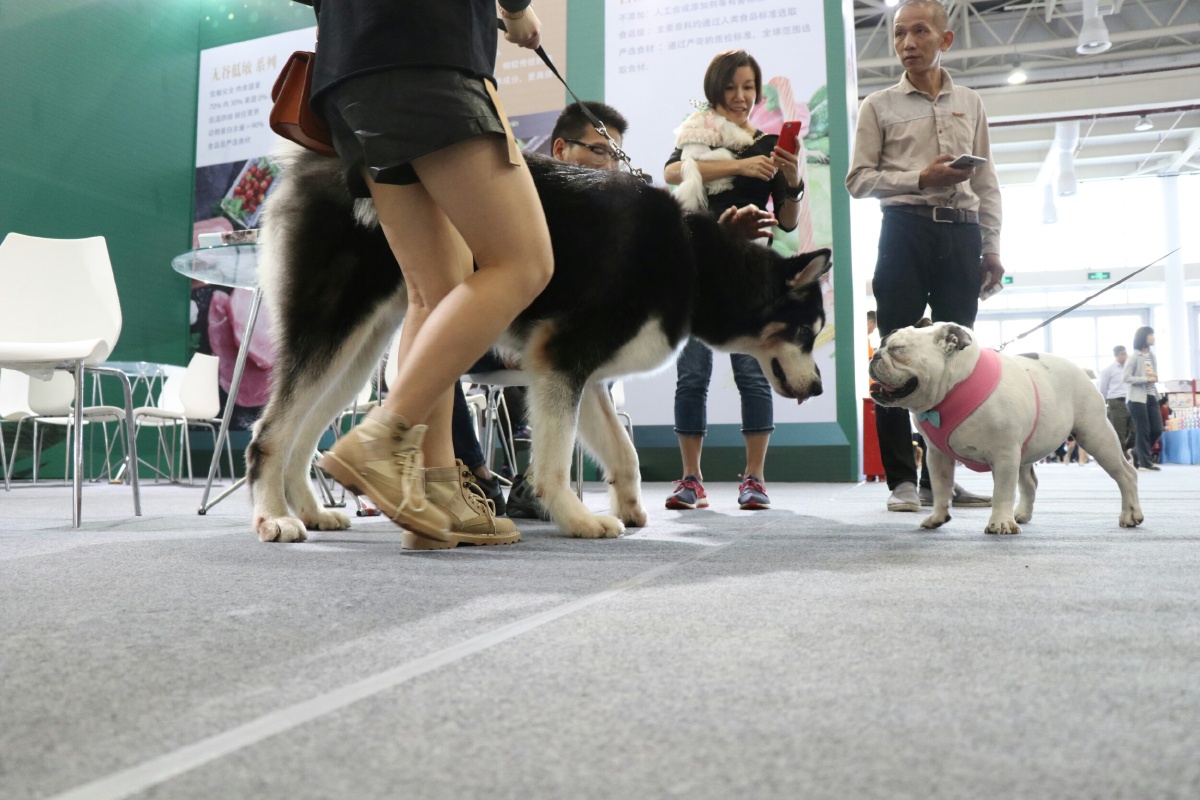 2017厦门宠物展之汪星人1
