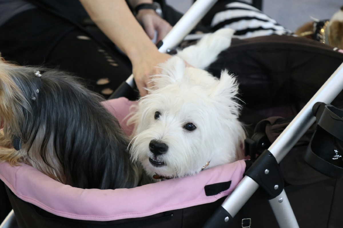 2017厦门宠物展之汪星人1