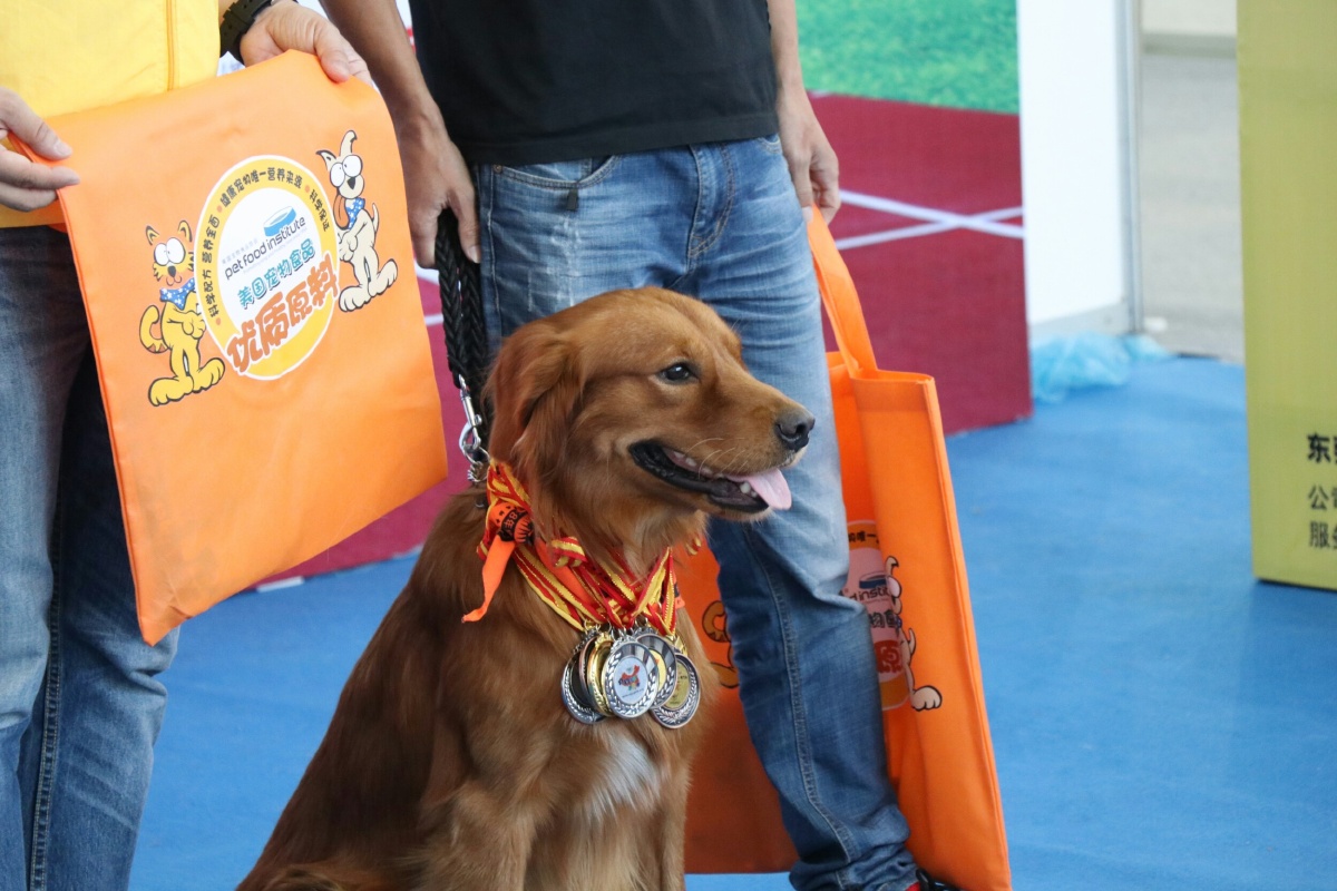2017厦门宠物展之汪星人1