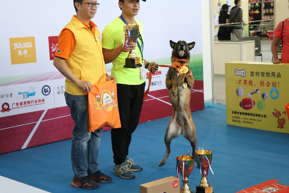 2017厦门宠物展之汪星人1