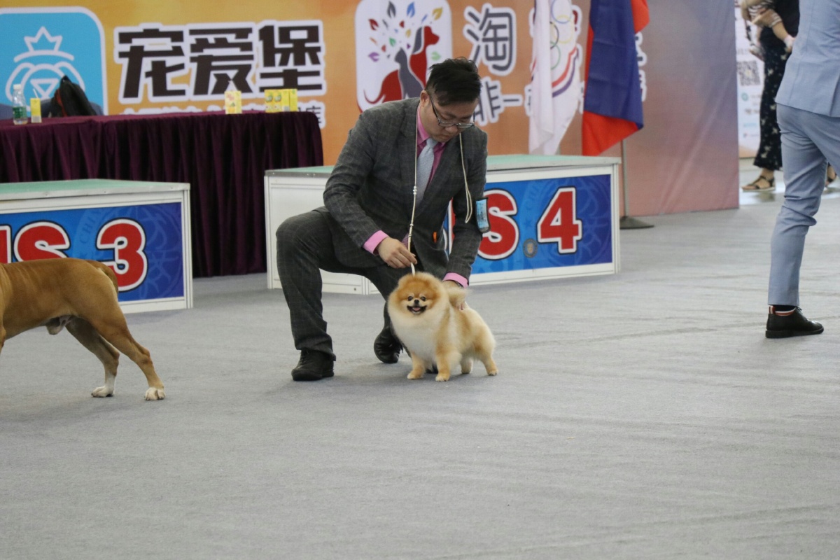 2017厦门宠物展之汪星人1