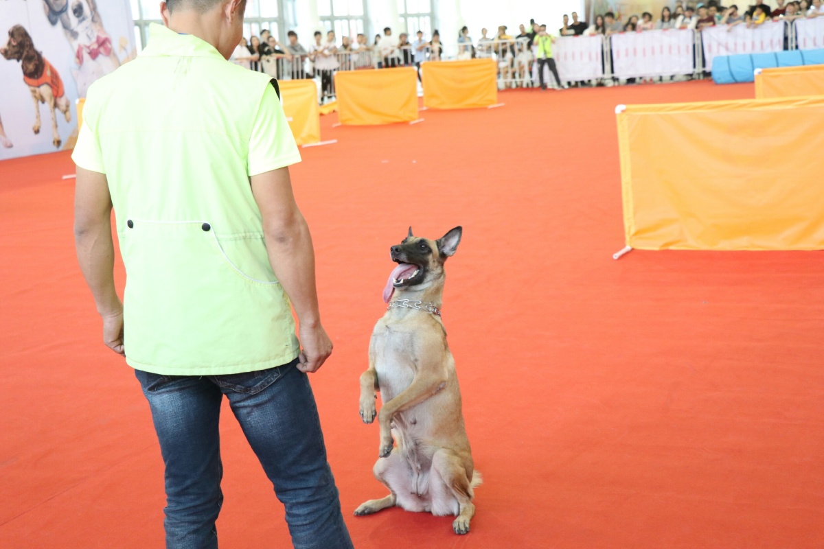 2017厦门宠物展之汪星人1