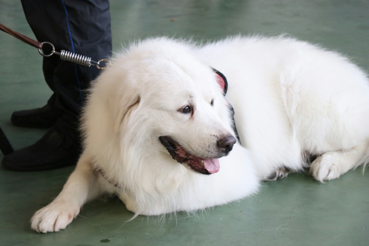 2017厦门宠物展之汪星人1