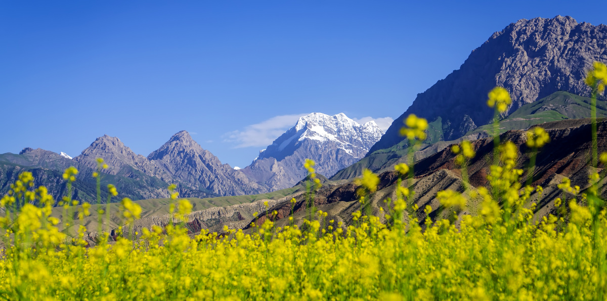 天山脚下新疆温宿县金灿灿的油菜花正在开放的季节