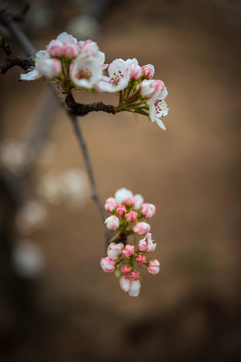 一剪梅雨打梨花深闭门,青春(第8页)_大山谷图库