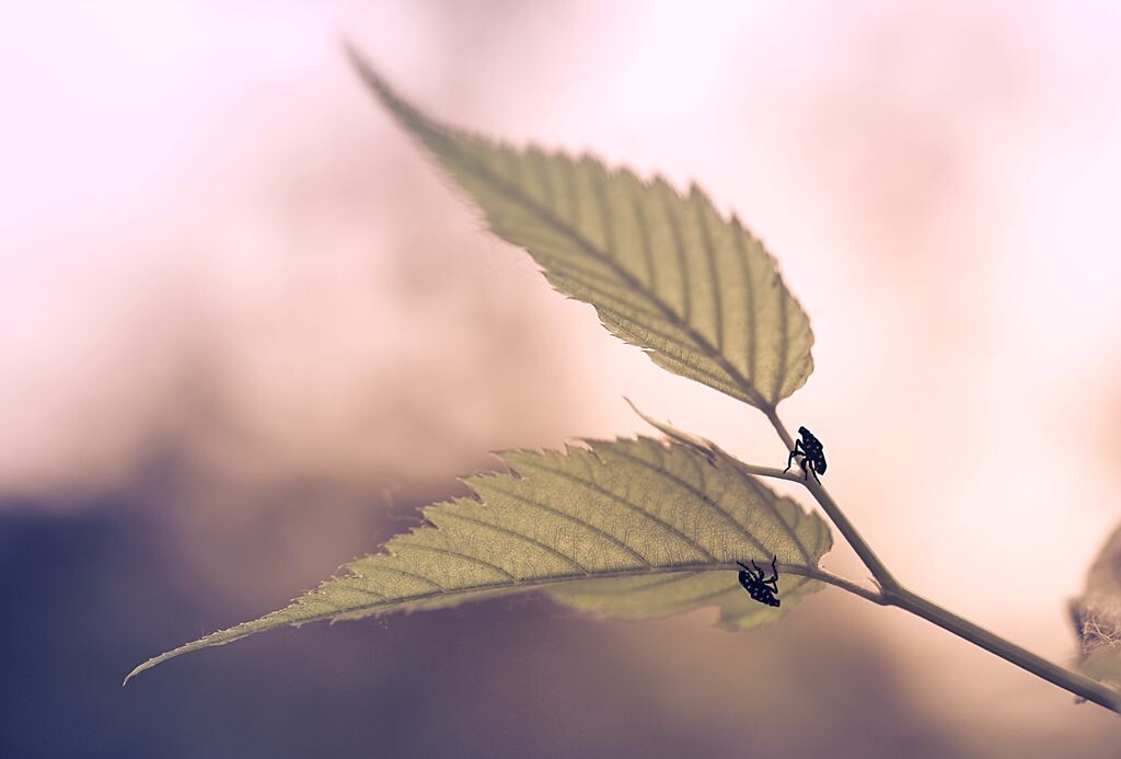 双生<br />
一对儿一对儿的相比才是极好的~~