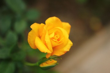 IMG_5230.JPG