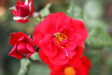IMG_5245.JPG