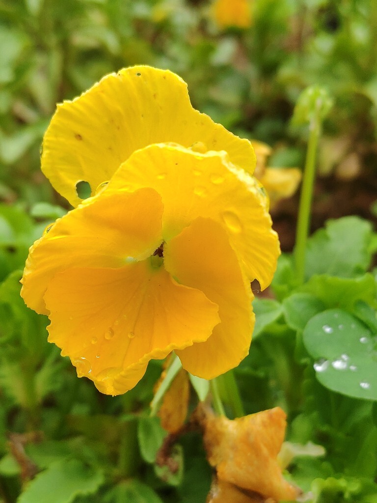 Ļ