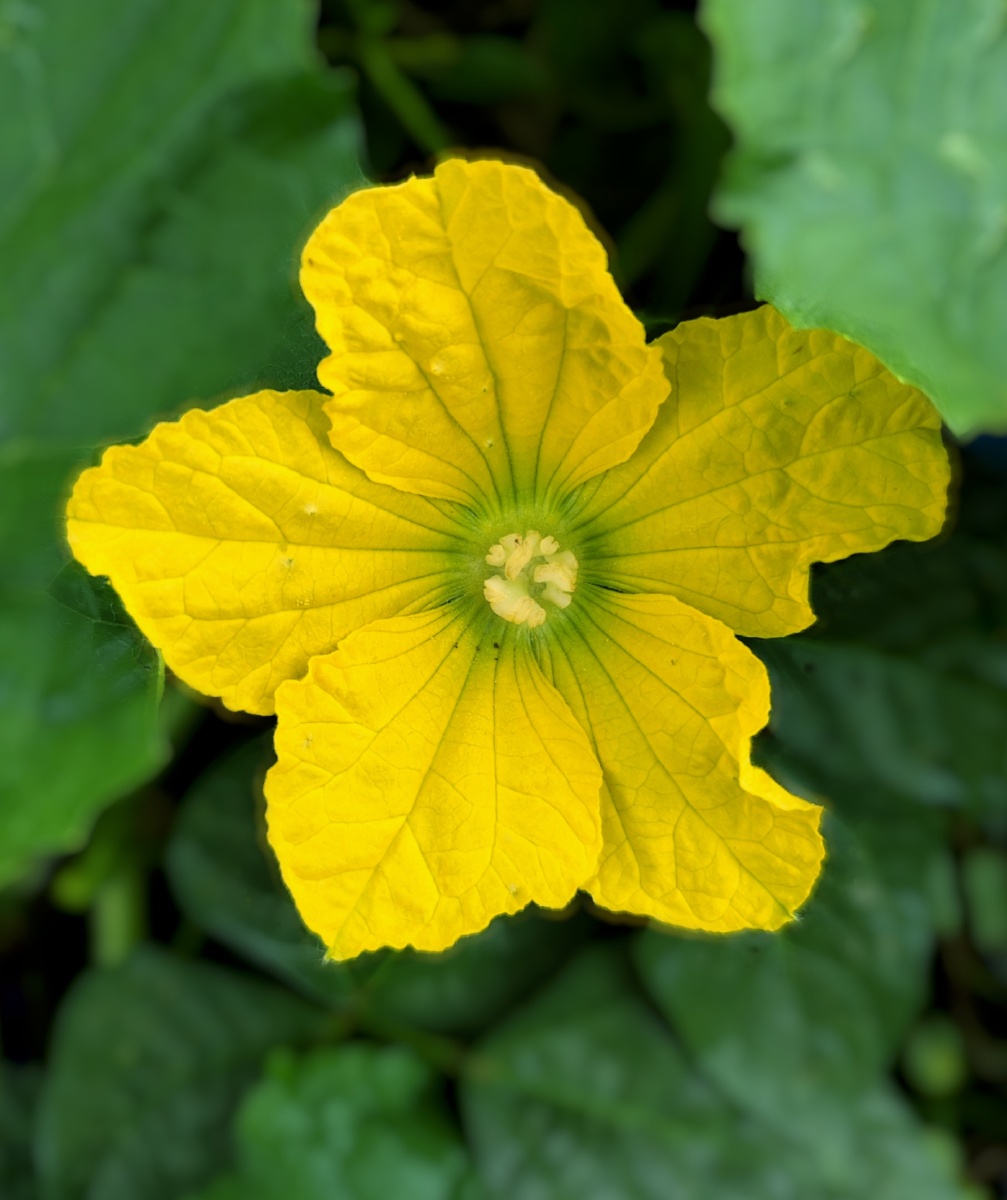 冬瓜花 - xm杭州 - 图虫