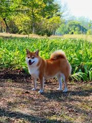 80F21696-C262-4B50-9123-CF07658A8E5A/L0/001