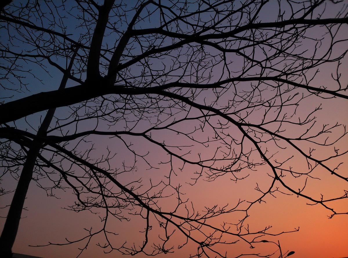 夜暮下的枯树枝