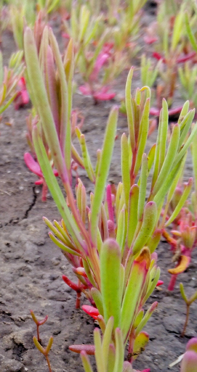 碱蓬子 - 空白8 - 图虫