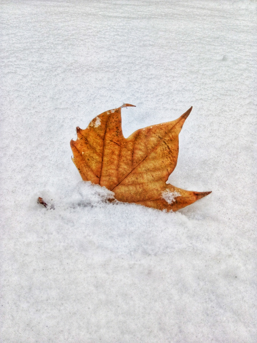 雪中落叶