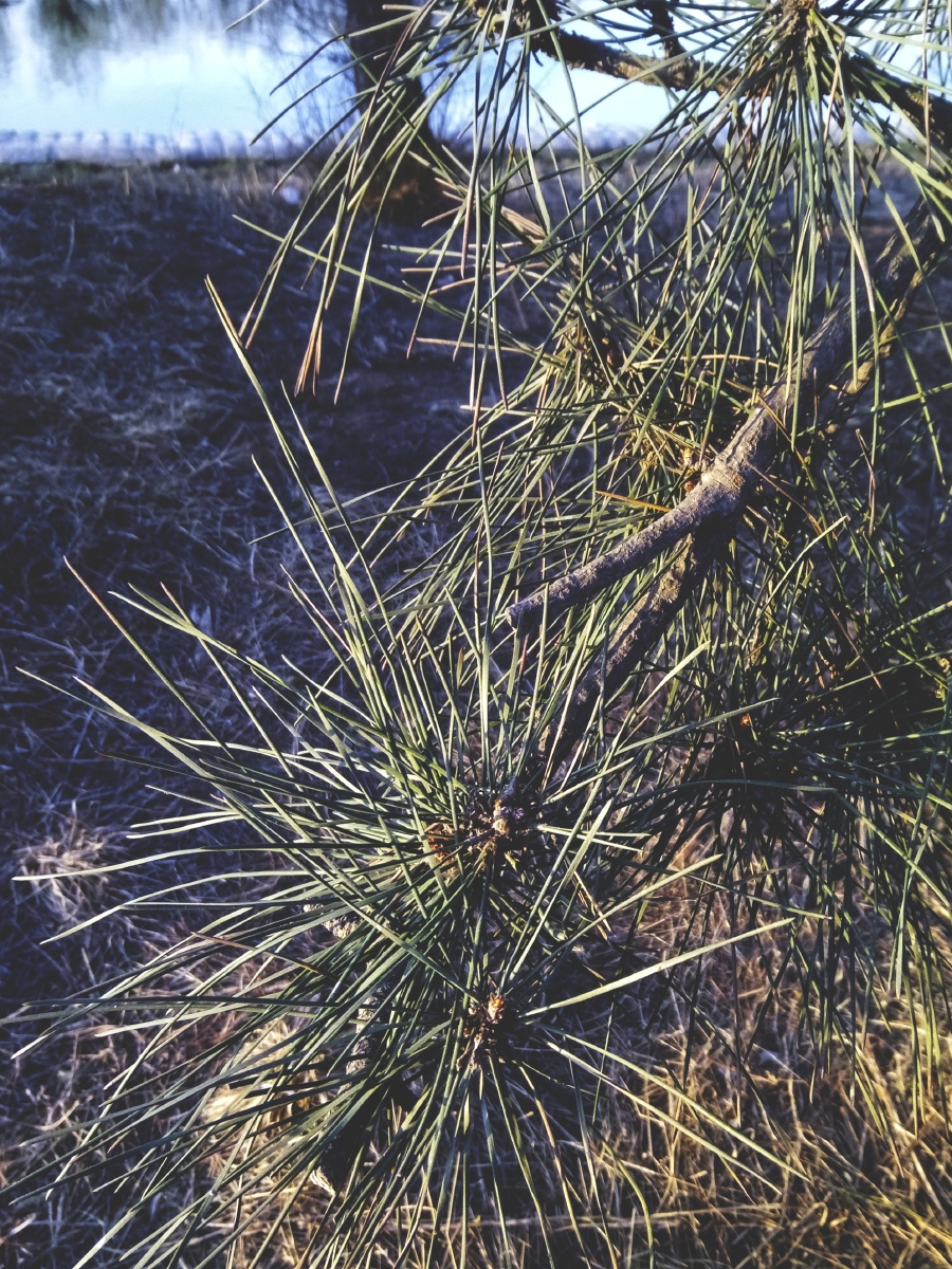 松针
