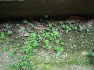 IMG_8475.JPG