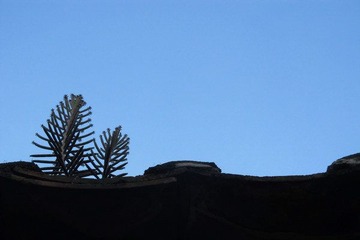 IMG_0084.jpg