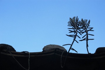 IMG_0085.jpg