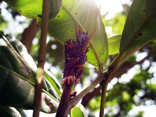 IMG_1074.JPG