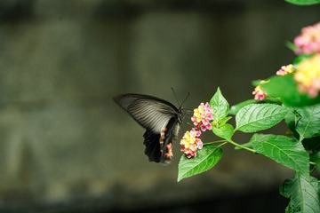 5AF60218-B331-4A64-99A7-FFE145C6A539/L0/001