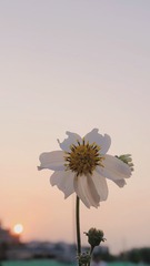 D3DB3539-51AA-490D-B2D8-A2E4615BD1F8/L0/001