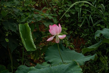 017AB50E-5788-42EF-A662-BD784C1142B6/L0/001