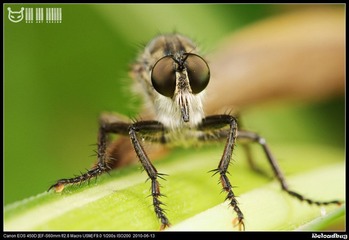 食虫虻