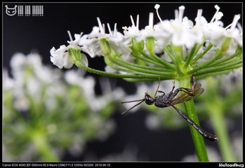 某蜂