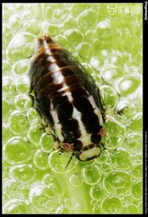 沫蝉