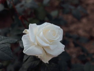 E98437E2-71C9-4BD9-8B8E-4DBDF366A4F3/L0/001